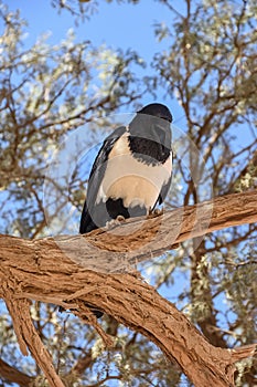 Pied crow in a tree