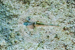 Perched Bridled Goby on Sandy bottom