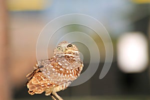 Perched burrowing owl in the wind and looking up