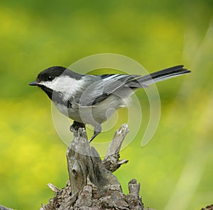 Perched Chickadee 1 photo