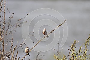 Perched common waxbill in a meadow