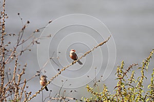 Perched common waxbill in a meadow