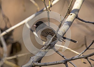 Perched Dark-eyed Junco