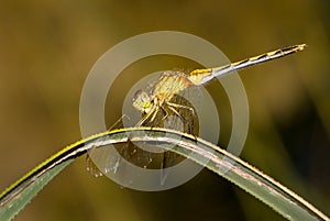 A perched dragonfly photographed in Buenos Aires, Argentina photo