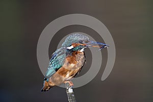 A perched female kingfisher with a fish