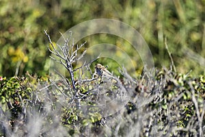 Perched Field Sparrow