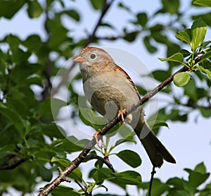 Perched Field Sparrow