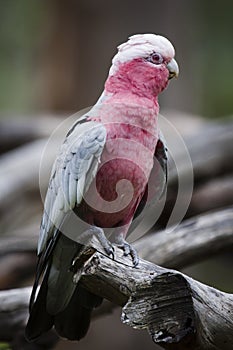 A perched galah