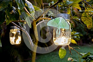 Perched on a glowing solar mason jar light is a Female bring green luna moth Actias luna