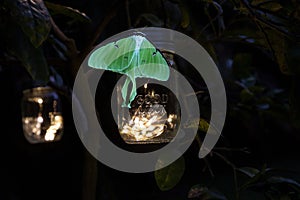 Perched on a glowing solar mason jar light is a Female bring green luna moth Actias luna