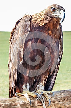 Golden eagle perched on wooden rail in Mongolia photo