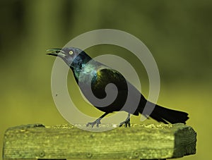 A Perched Grackle With Sunflower Seeds