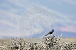 Perched Grackle in wild Wyoming at McCullough Peaks