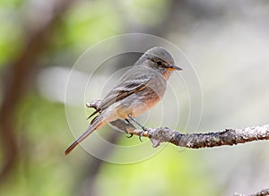 Perched Gray Flycatcher