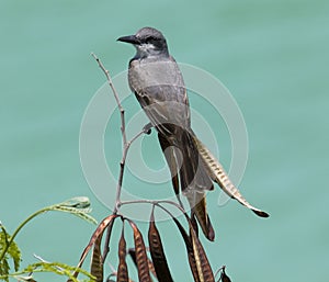 Perched Gray Kingbird, Caribbean