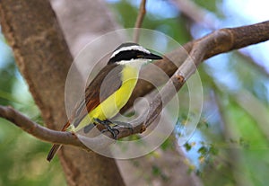 Perched Great Kiskadee photo