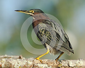 Perched Green Heron