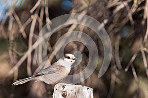 Perched Grey Jay Perisoreus canadensis watching