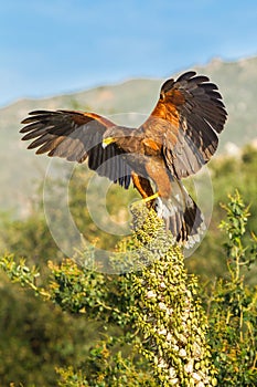 Perched Harris' Hawk