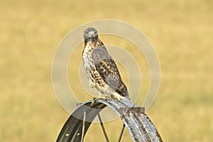 Perched hawk on irrigation wheel