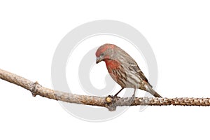 Perched house finch lowers his head