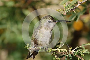 Perched Hummingbird photo