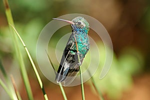 Perched hummingbird
