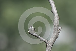 Perched Hummingbird Stare Down Contest