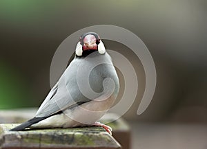 Perched Java Sparrow