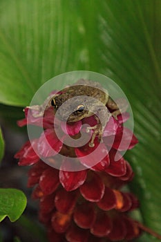 Perched on a Jewel of Burma Ginger flower is a Pinewoods treefrog Hyla femoralis