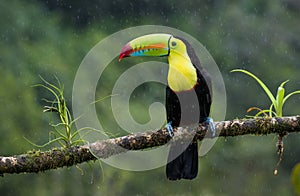 A perched keel billed toucan under the rain