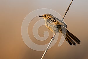 A perched levaillants cisticola