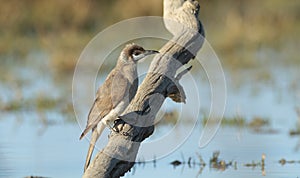 Perched Little Friarbird