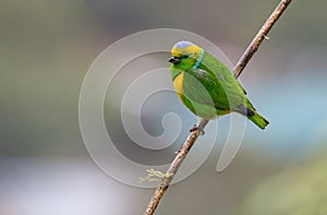 A perched male of golden browed chlorophonia.