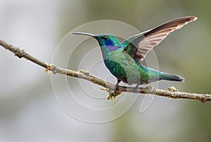 A perched male green violetear
