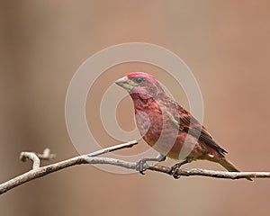 Perched male purple finch