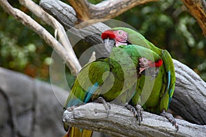 Perched Military Macaws