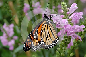 Perched monarch butterfly