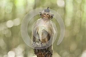 Perched monkey