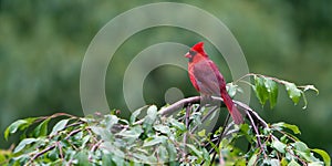 Perched Northern Red Cardinal