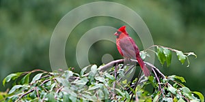 Perched Northern Red Cardinal photo