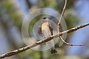 Perched northern rough-winged swallow