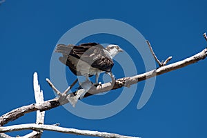 Perched Osprey feeding on preyed Sea trout