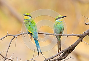 A perched pair of Swallow-tailed bee-eaters