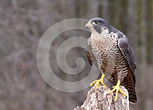 Perched Peregrine Falcon