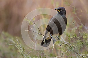 A perched pied starling photographed in South Africa