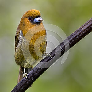 A perched prong billed barbet