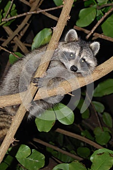 Perched Racoon photo