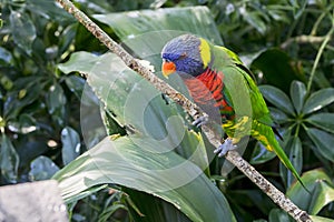 Perched Rainbow Lorikeet