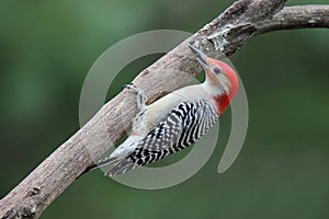 Perched Red Bellied Woodpecker